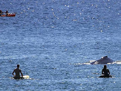 CLOSE ENCOUNTER: Surfers at Wategos, including Byron Bay’s Roisin Carolan (far right) got very close to a baby humpback whale. CLOSE ENCOUNTER: Surfers at Wategos, including Byron Bay’s Roisin Carolan (far right) got very close to a baby humpback whale.